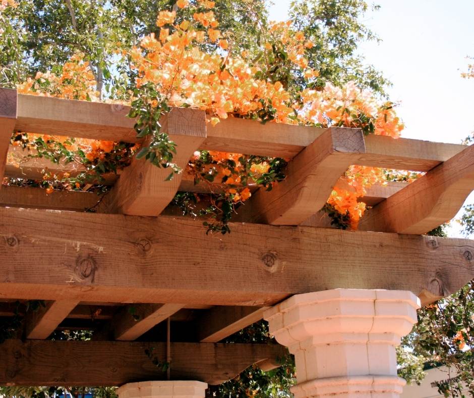 Pergola choix des plantes