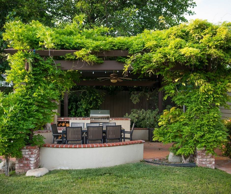 Pergola plantes grimpantes