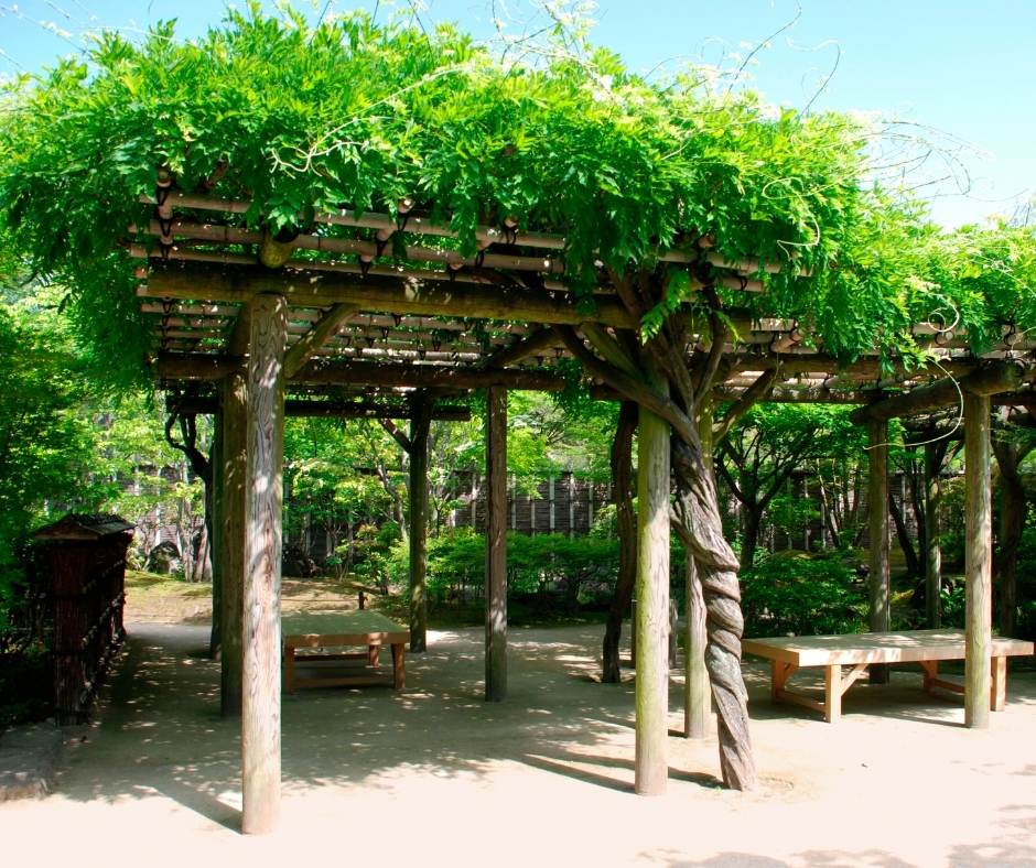 Pergola végétale ou pergola avec toile, que choisir ?